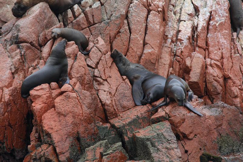 1195-Isole Ballestas,19 luglio 2013.JPG